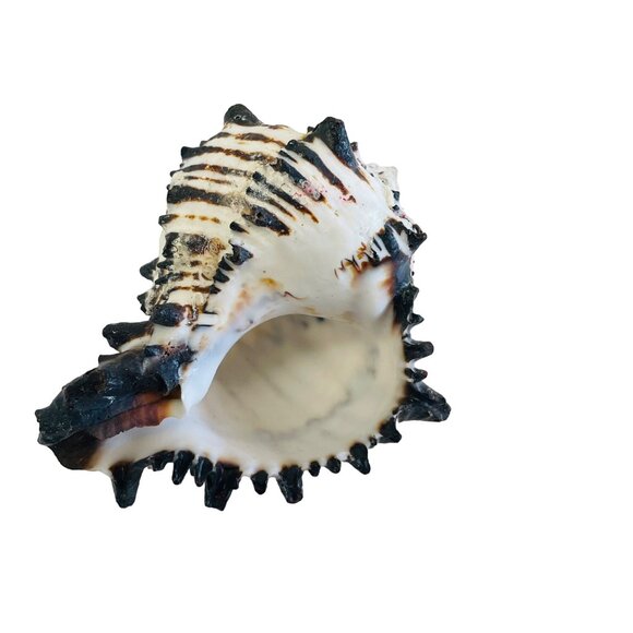 Spiky Tiger Conch Shell Beach Decor Aquarium Addition Unique Seashell 3" x 3 1/ - Picture 7 of 7